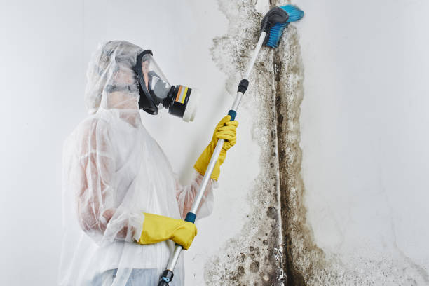 Best Affordable Mold Removal  in Fort Davis, TX
