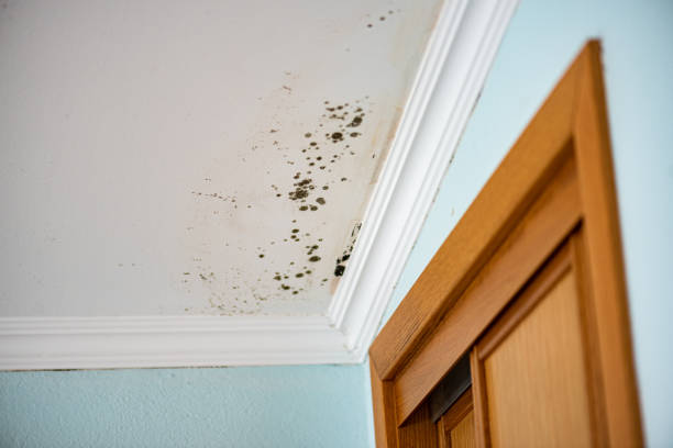 Mold Removal Process in Fort Davis, TX
