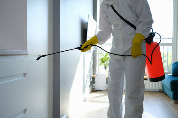 Best Residential Mold Removal  in Fort Davis, TX