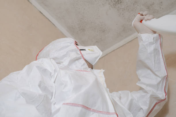 Best Commercial Mold Removal  in Fort Davis, TX