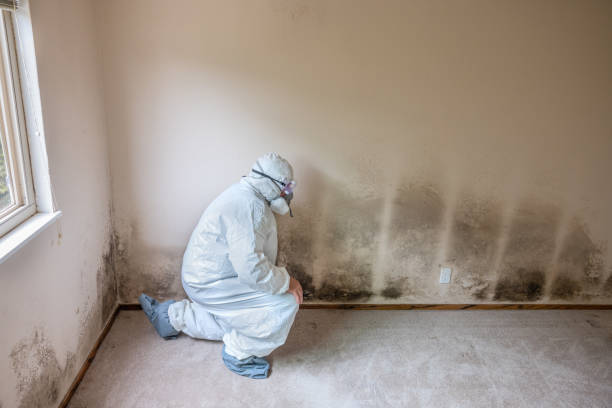 Professional Mold Removal in Fort Davis, TX