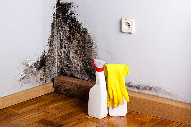 Best Attic Mold Removal  in Fort Davis, TX