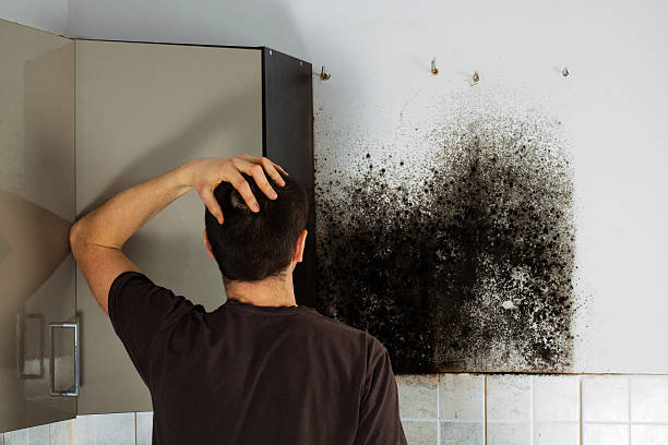 Best Mold Remediation Services  in Fort Davis, TX