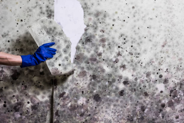 Best Local Mold Removal Service  in Fort Davis, TX
