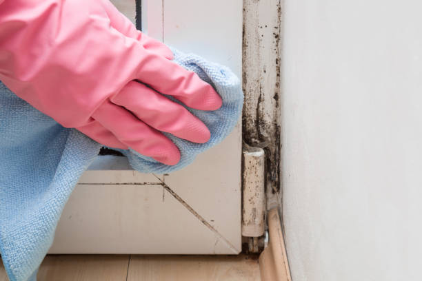 Best Home Mold Removal  in Fort Davis, TX